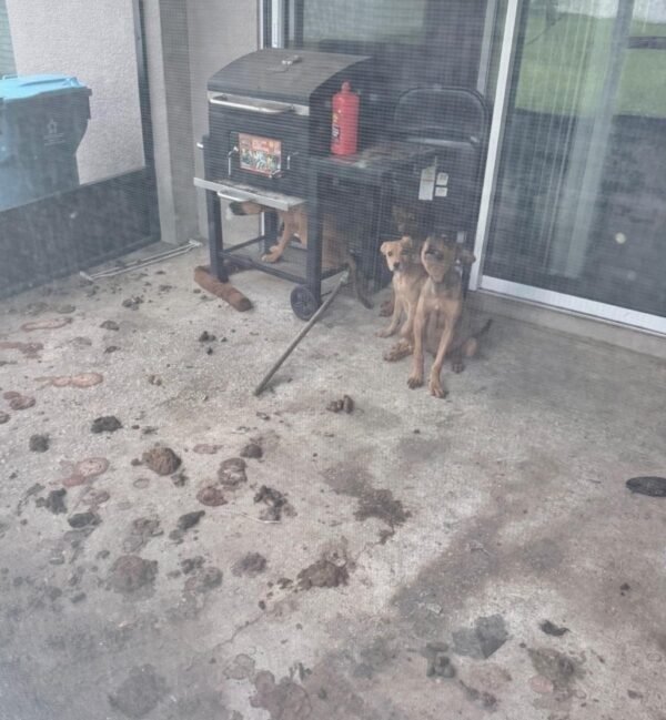 Davenport Woman Faces Animal Cruelty Charges After Deputies Rescue Five Neglected Dogs