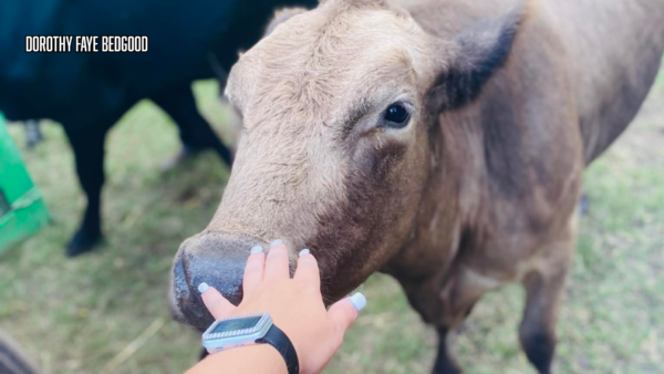 Free Family Event: Cattle Drive Returns to Circle B Bar Reserve on July 1