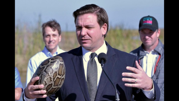 2026 Florida Python Challenge Offers $25,000 in Prizes for Removing Invasive Snakes