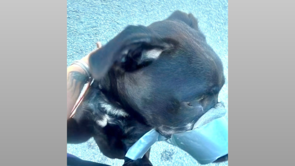 Dog Rescued After Owner Taped Mouth Shut, Multiple Animals Removed From Property