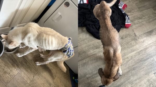 Woman Charged With Aggravated Animal Cruelty in Tampa