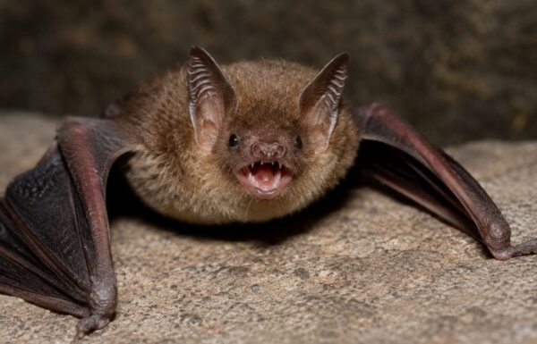 Bat Tests Positive for Rabies in Lakeland; Fifth Polk County Case of 2026