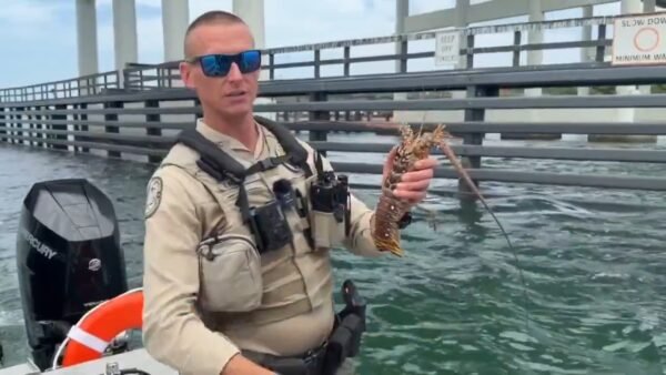 Florida’s 2026 Spiny Lobster Sport Season Begins Today (July 29)
