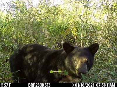 Florida Bear Harvest Permit Applications Open Sept. 11