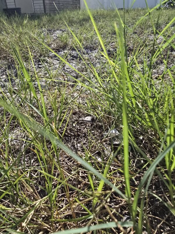 Polk County Enforcing Once a Week Watering Restrictions Through March 2027