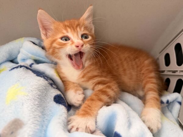 SPCA Offering Free Spay And Neuter Services For Polk County Backyard Cats