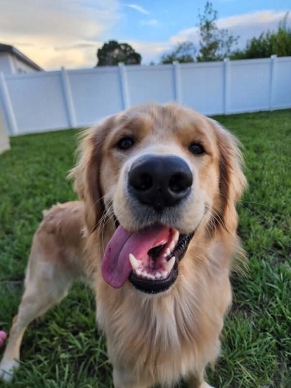 SPCA Florida, Hill’s Pet Nutrition Team Up for $20 Dog Adoptions