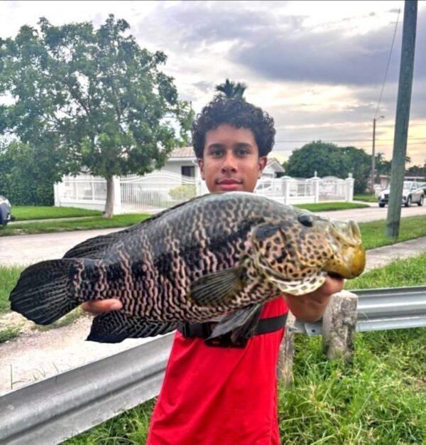 16-Year-Old Angler Lands Record 3.02-Pound Jaguar Guapote in Florida