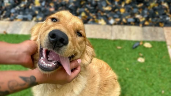 SPCA Florida Offering $50 Off Dog Spay and Neuter Surgeries Throughout September