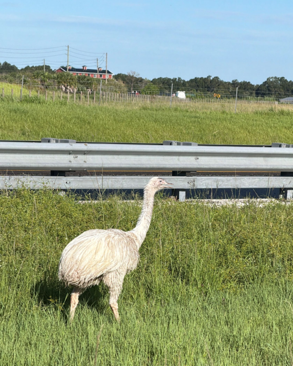 Emu Takes a Stroll Along Polk Parkway, FHP Troopers Respond