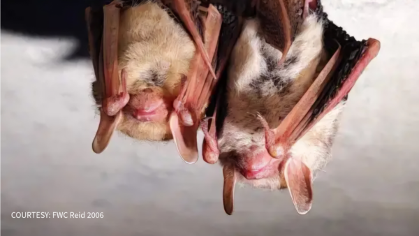 Winter Haven Woman Woman Mistakes Rabid Bat for Mouse