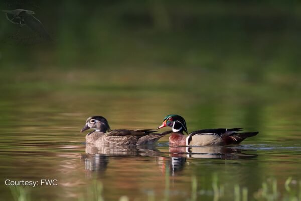 Duck Hunting Season Begins Saturday; Lakeland Urges Caution Near Waterways
